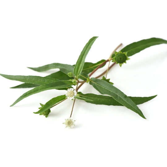 Bhringraj