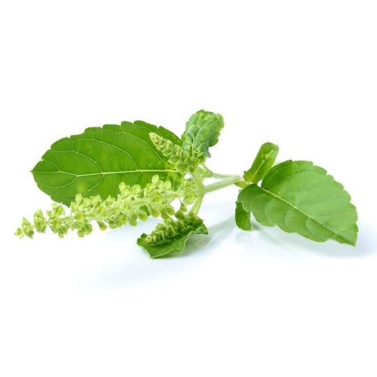 Tulsi