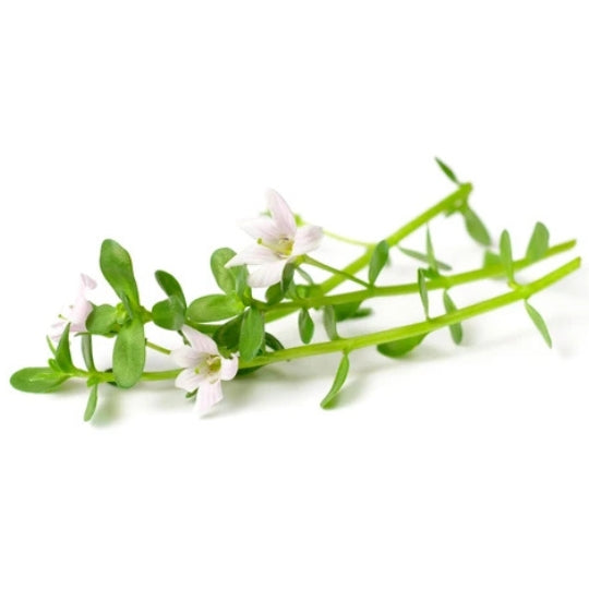 Brahmi