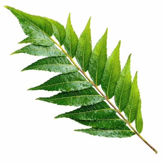 Neem