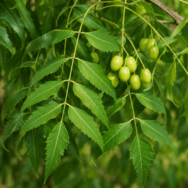 Neem